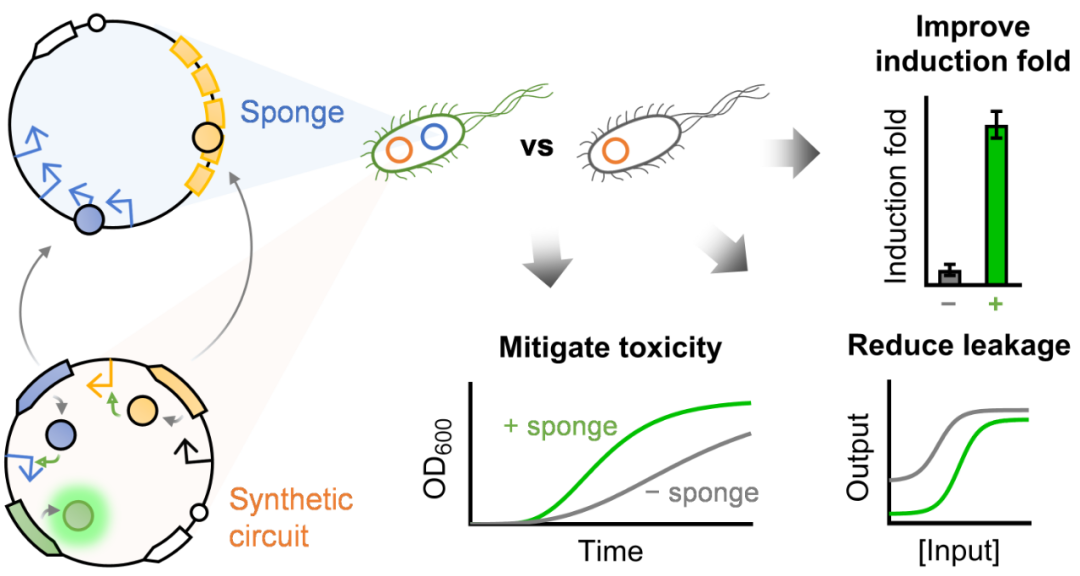 Nat Comm | 多功能基因调节强力工具——王宝俊组开发核酸海绵可全面优化合成基因线路设计