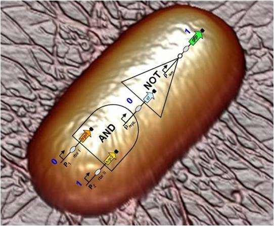 Scientists create computing building blocks from bacteria and DNA