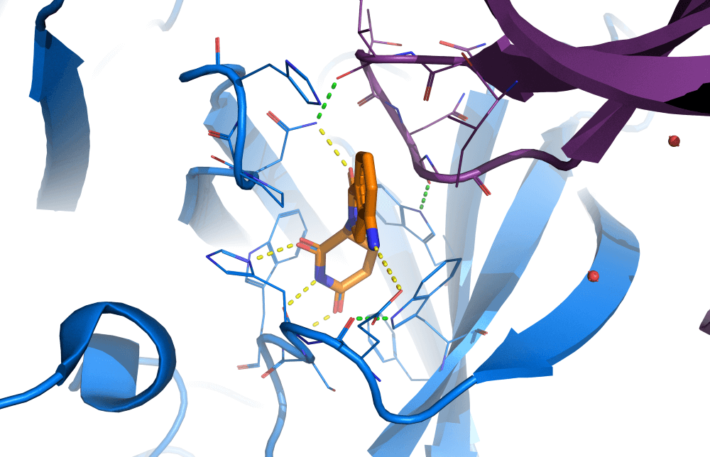 Harnessing nature’s protein glue could aid medicine and industry