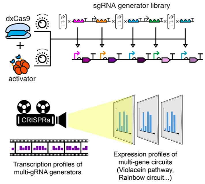 Hi-tech bacteria gene tool could prove productive, study finds